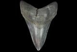Fossil Megalodon Tooth - South Carolina #127744-1